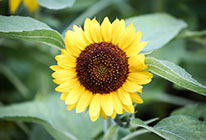 攻击网站的方法