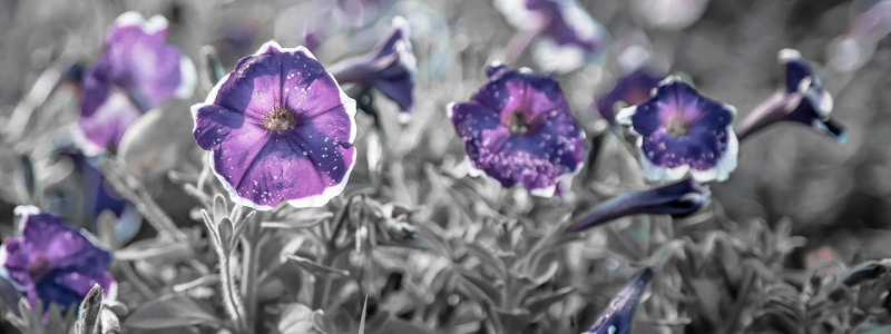 私密性极高的免费攻击网站